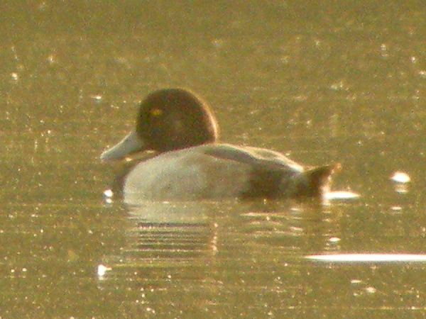 Greater Scaup